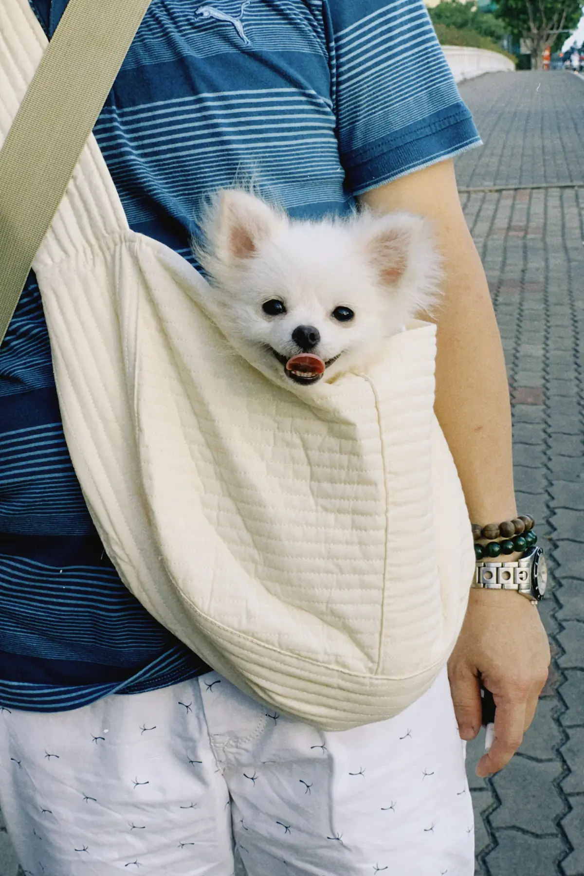A small Pomeranian dog being carried in a soft sling pet carrier during travel
