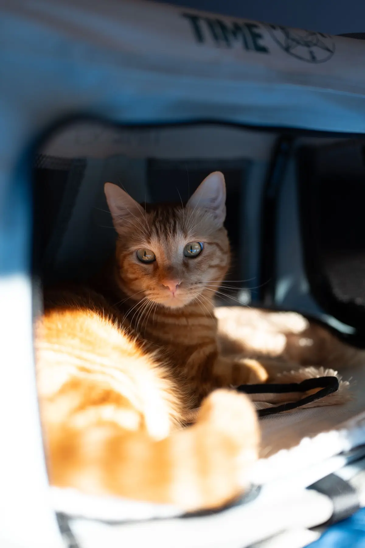 An orange tabby cat resting inside a sunlit soft-sided pet carrier