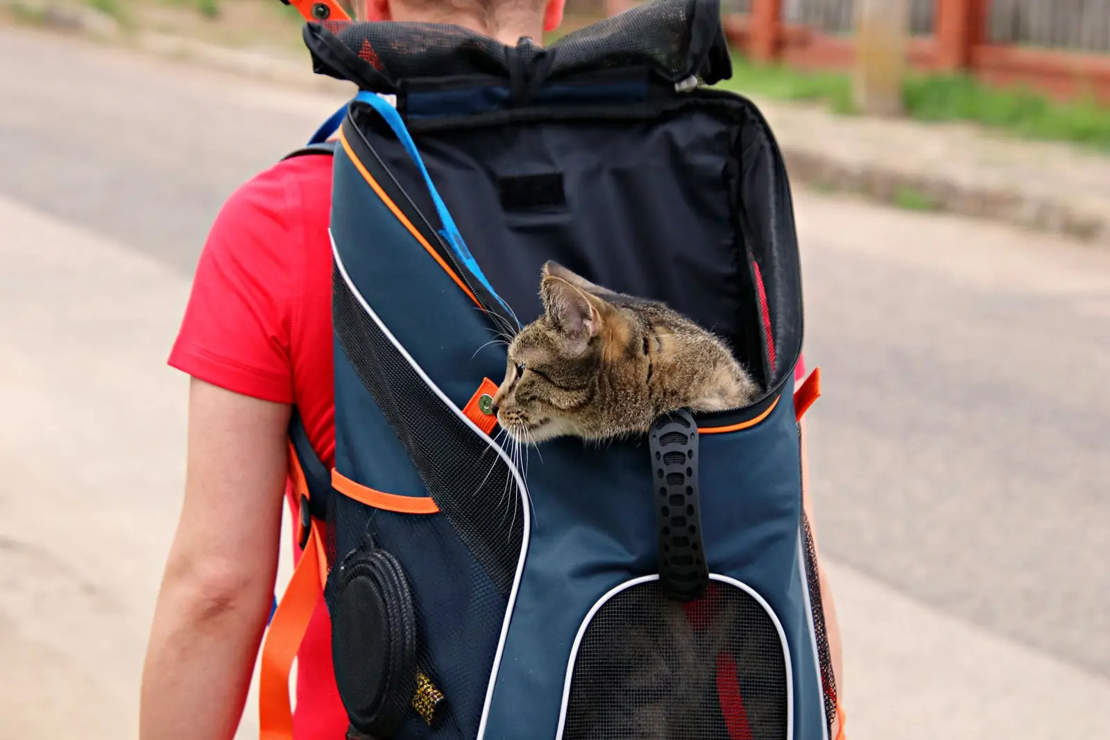 A tabby cat peeking out of a soft mesh backpack pet carrier while traveling